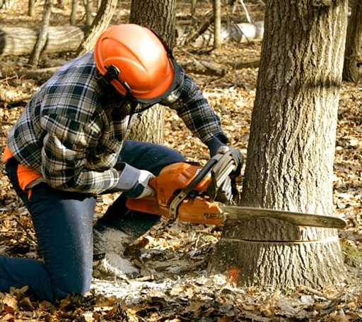 Tree Removal in Hope, IN